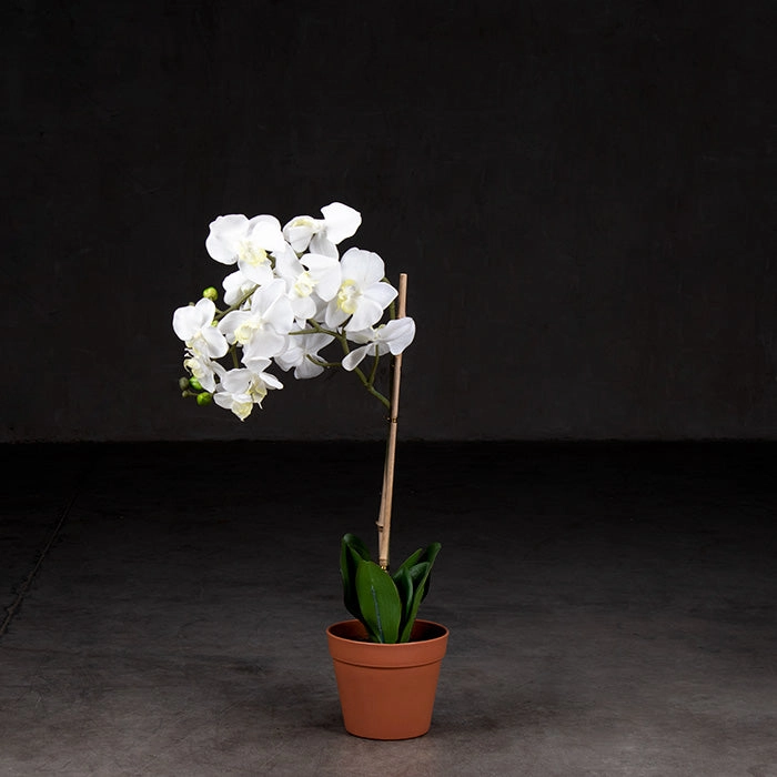 La Orquídea