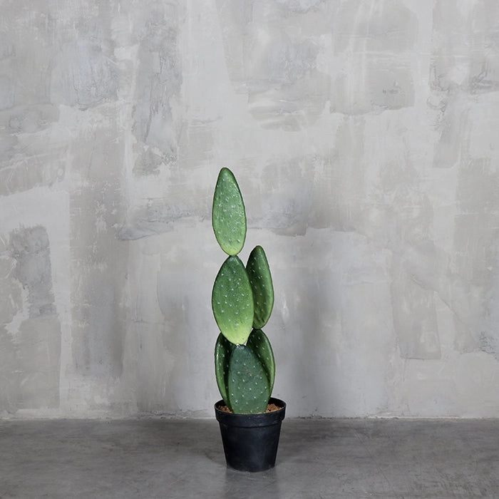 Cactus de Tuna