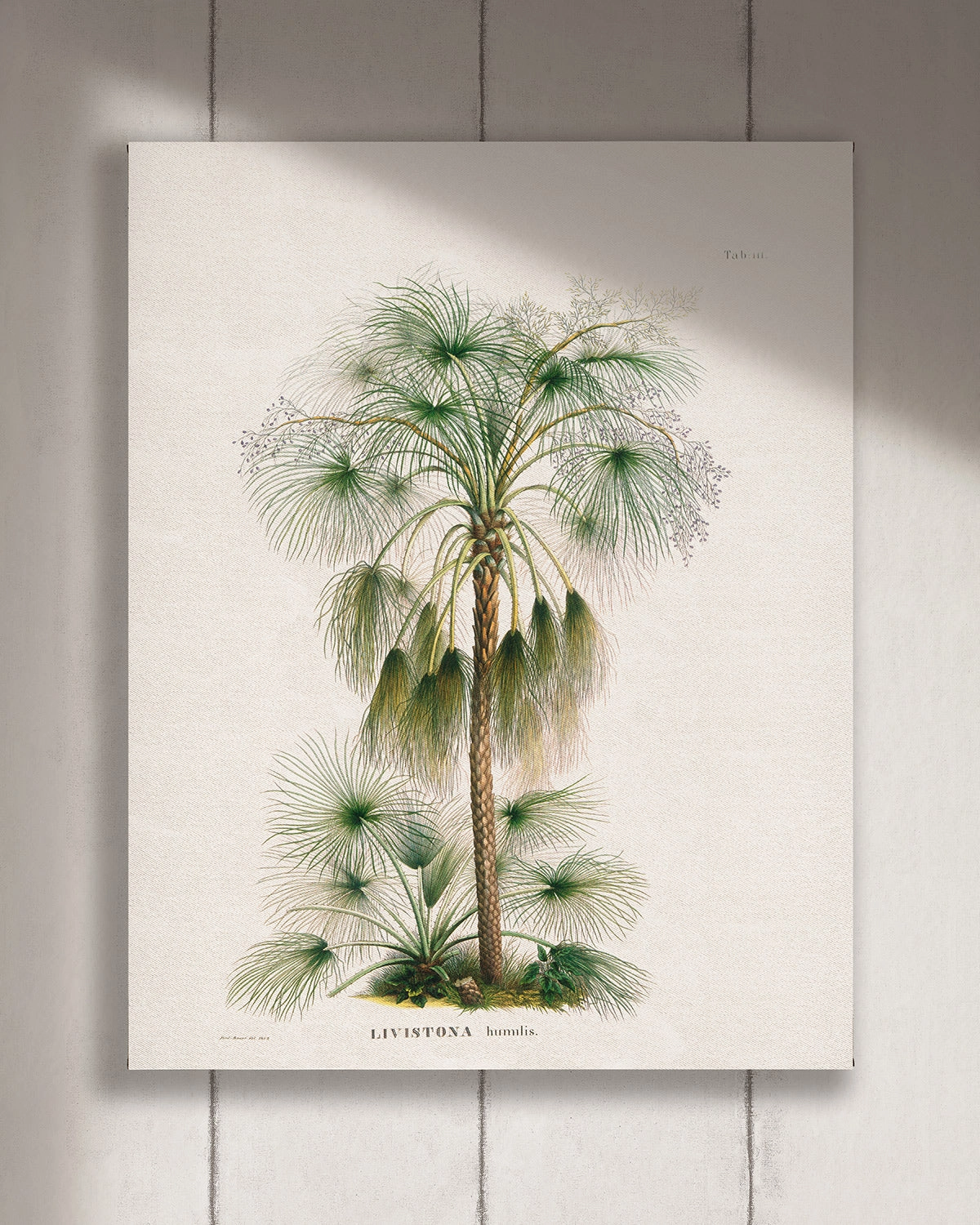 Cuadro Livistona vertical - 90x110 cm / Lona tensada con bastidor + marco color mañío