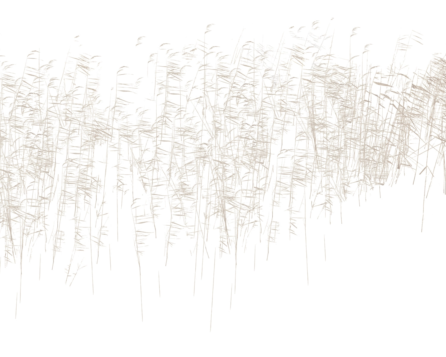 Papel mural Trigo Beige