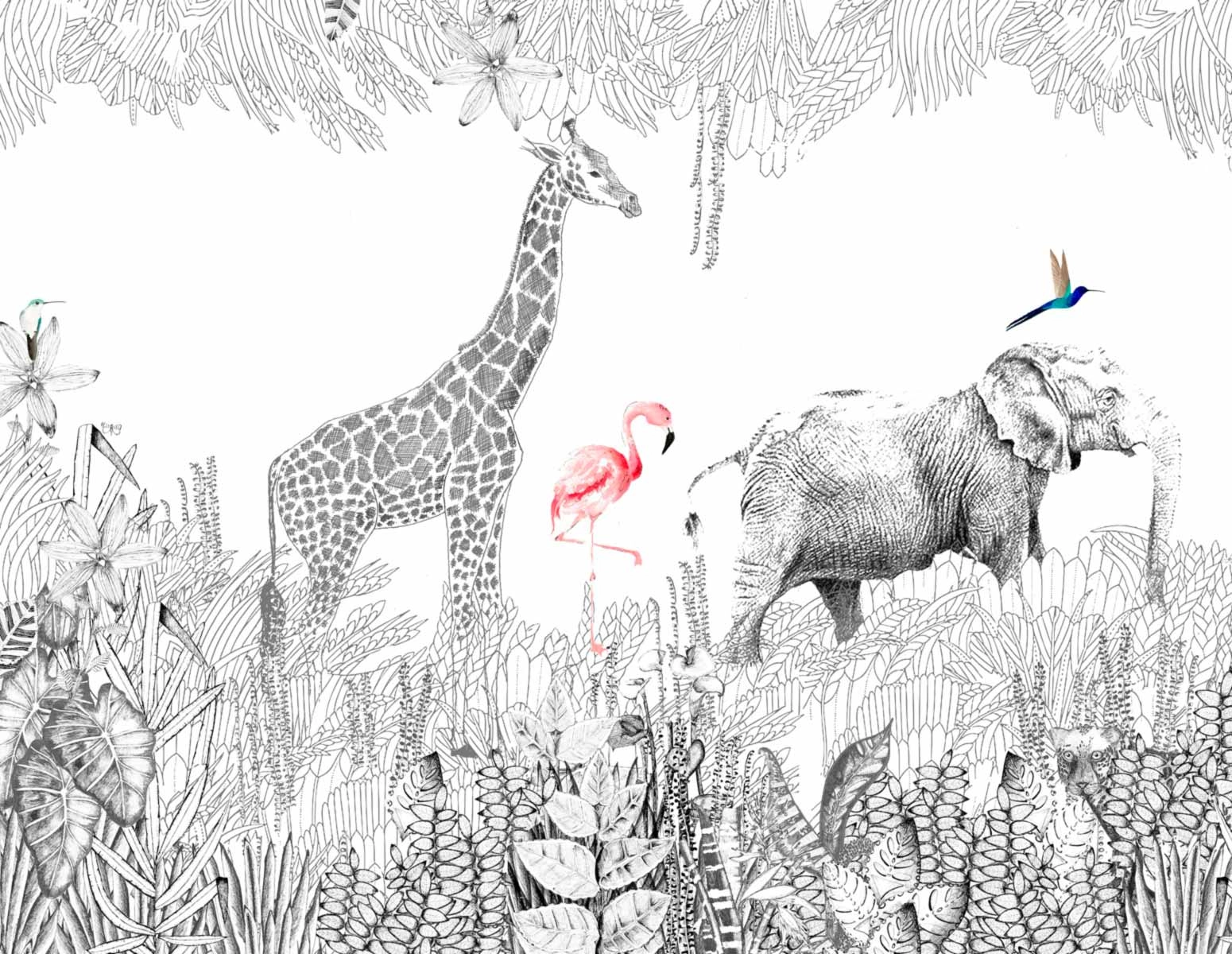 Safari
