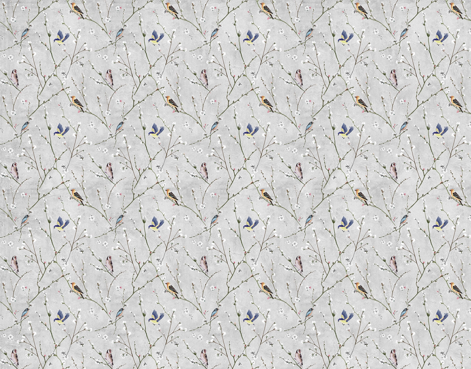 Paloma Gris
