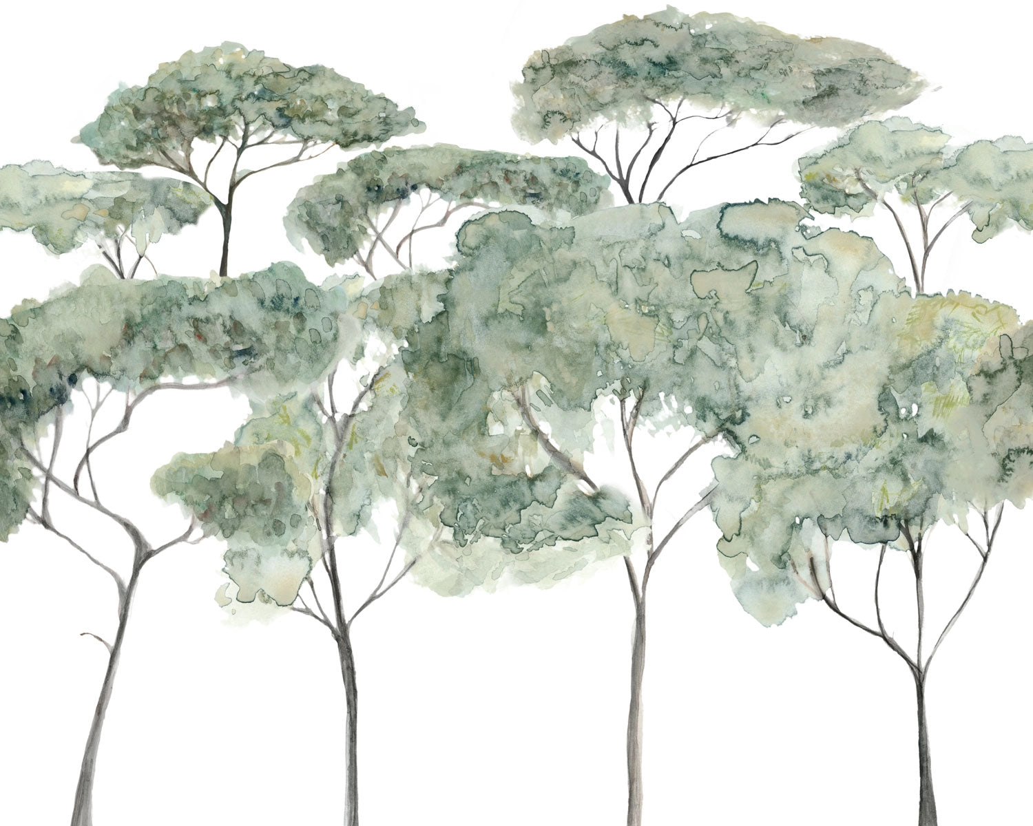Papel mural Araucaria (Tere Mujica)