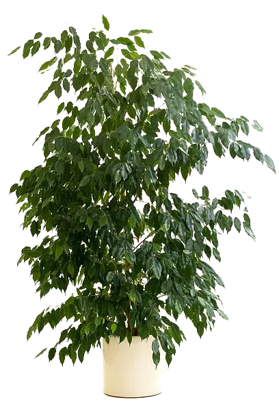 Ficus Benjamina XL