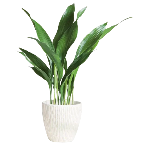 Aspidistra