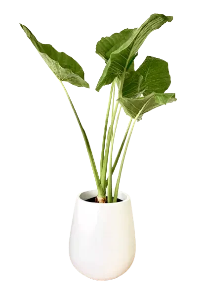 Alocasia