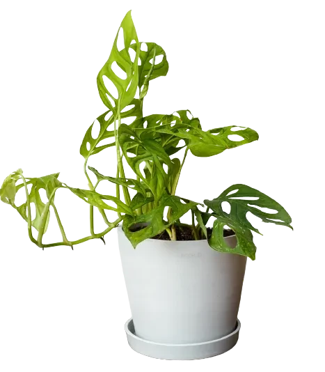 Monstera Adansonii