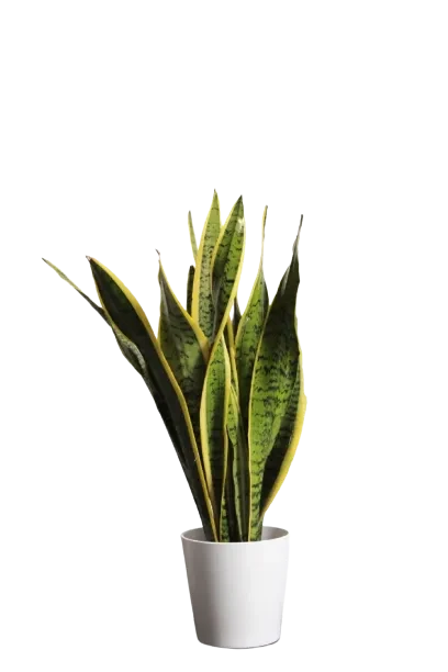 Sansevieria