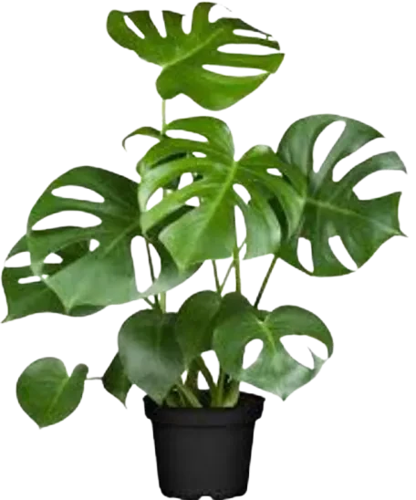 Monstera Deliciosa