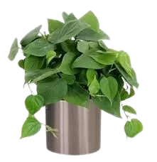 Cordatum Verde