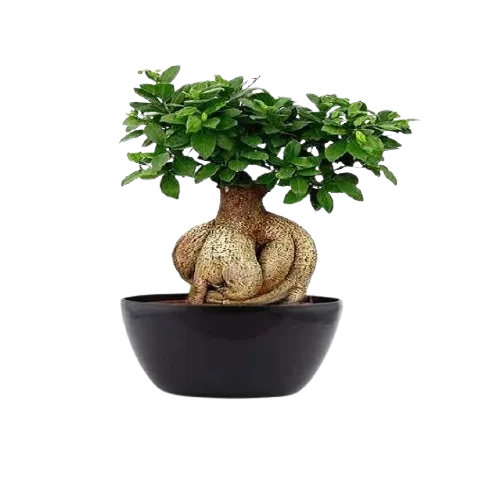 Ficus Ginseng