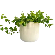 Ficus repens