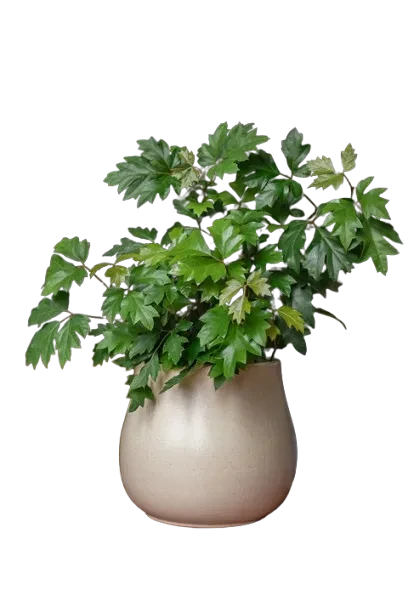 Cissus
