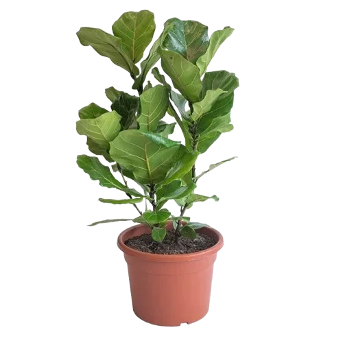 Ficus Lyrata