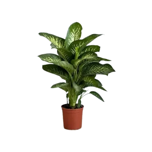 Dieffenbachia