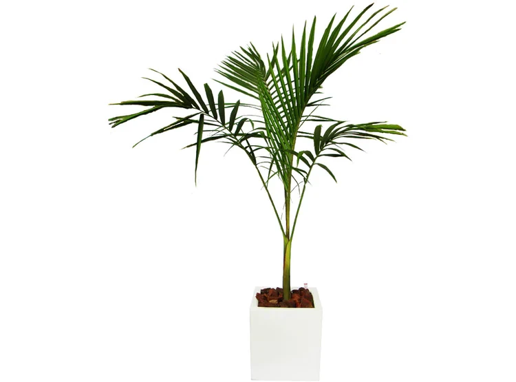 Palmera Kenthia