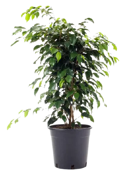 Ficus Benjamina (enano)