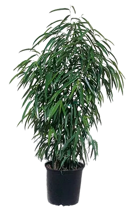 Ficus Alii