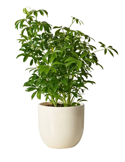 Schefflera