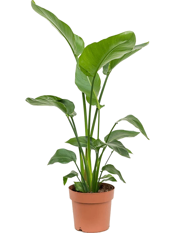 Strelitzia Nicolai