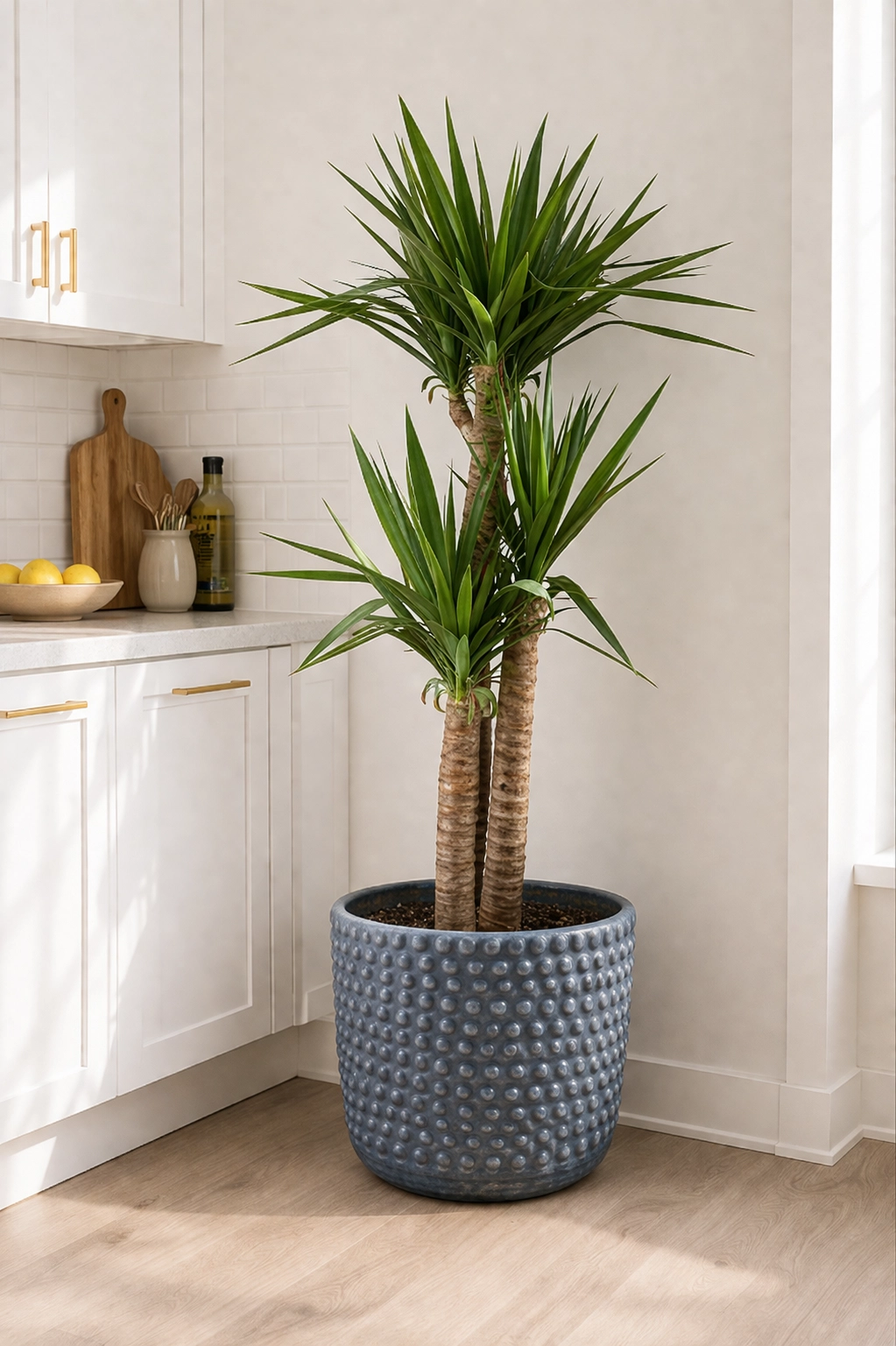 Yolanda Trio XL (Yucca)